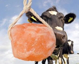 Animal salt lick for animals suppliers in Kenya